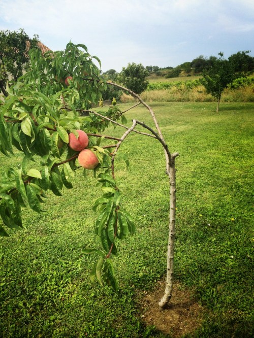 Their tiny peach tree. With six peaches almost ready to pick.