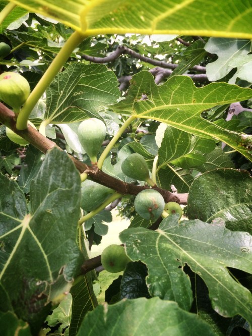 Their fig tree. We got the last of the first harvest, and they would then harvest again at the end of September. Amazing.