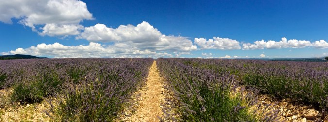 lavender fields