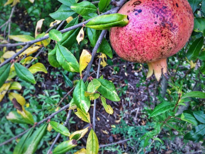 Processed with Snapseed.