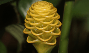 Screen Shot 2020-04-01 at 8.19.12 PM